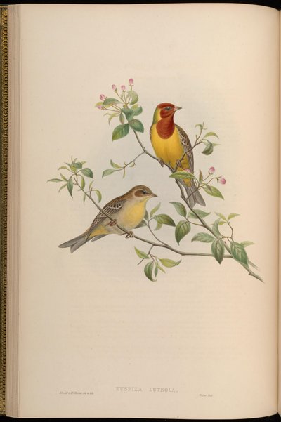 Emberiza luteola = Emberiza brunniceps by John Gould